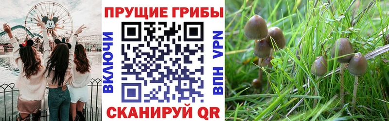 Псилоцибиновые грибы прущие грибы  закладка  Стародуб 